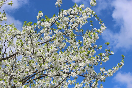 茎蓝色天空背景的李子和蓝色天空的闪光树蓝色天空背景的梅子植物和平图片