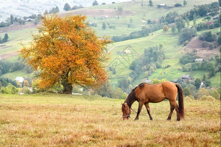 美丽的在背景山村草原上放牧马在草原上放牧马自然天高清图片