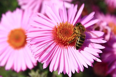 翠菊杵蜜蜂坐在养上蜜坐在捕鸟器上收集花蜜红色的飞高清图片素材