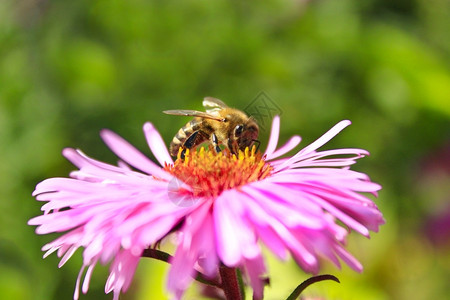 树干蜜蜂坐在上水晶上收集花蜜昆虫秋天红色的高清图片素材