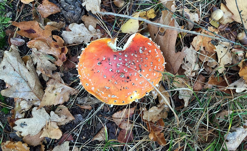 季节在无地森林带生长的真菌在林地上的真菌树草图片