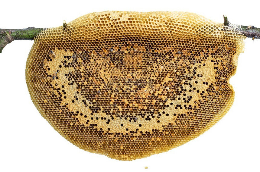 蜜蜂在白色背景上被隔绝的棍子闭紧了蜂蜜窝摄影棚拍的蜂窝针片挂在手握着木棍上的包括剪切路径绞刑金的图片