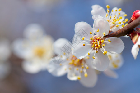 春天花朵盛开在一棵杏树上樱桃叶子户外图片