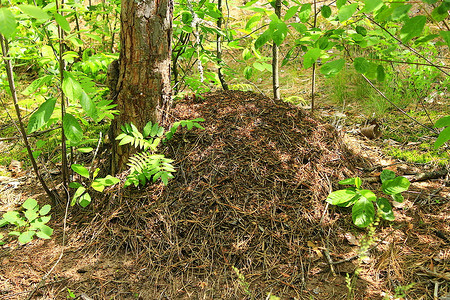 森林中的大蚂蚁山暴风雨般的生活在森林中的大蚂蚁山木头毒荒野图片