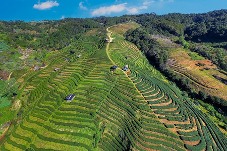 农业泰国清迈茶叶种植园的空中景象泰国清迈山蒋图片