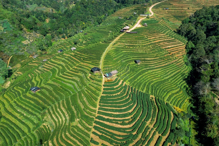 泰国清迈茶叶种植园的空中景象泰国清迈收成农场曲线图片