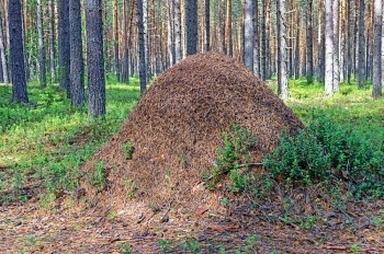 针叶林旅行夏季森松树干之间的大蚂蚁山旅游图片