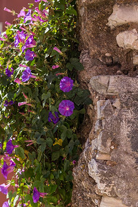 春天季节在阳光明媚的夏日在墙上挂着紫罗兰花美丽的图片