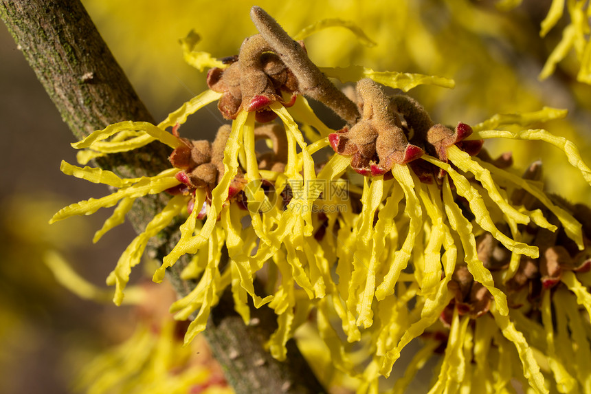 巫婆海泽尔哈马梅利的中间媒介春天的颜色植物群金缕梅花园图片