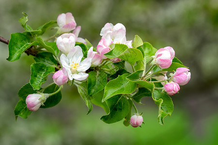 水果春天开花的苹树春天自然开花的苹果树春天自然明亮时间图片