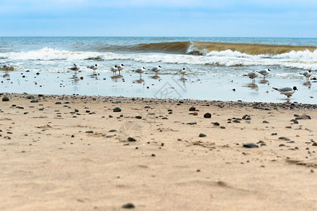 沙滩上的一群海鸥图片