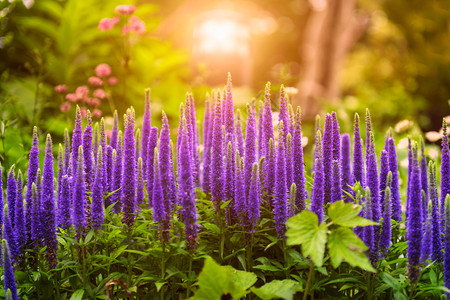 植物阳光下美丽的紫色花朵夏天药物图片