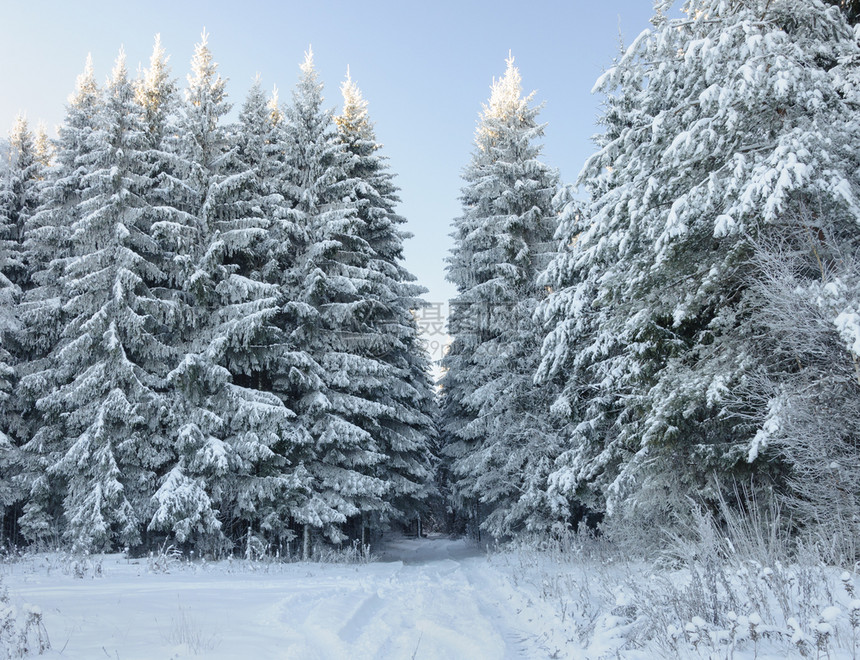 景观白雪皑仙境长的无花果树覆盖着冰冻阳光明媚的冬日季雪中铁轨图片