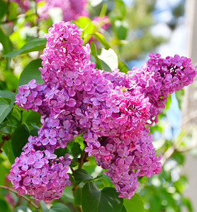 花瓣夏天树下午在春花园的朵中紫色植物学高清图片素材