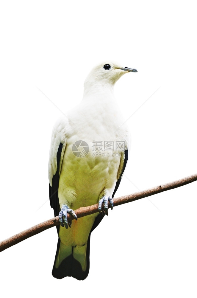 美丽的白鸟一只小树枝上的皮伊德大鸽子Ducula双色在白背景上被孤立白色的自然鸟舍图片