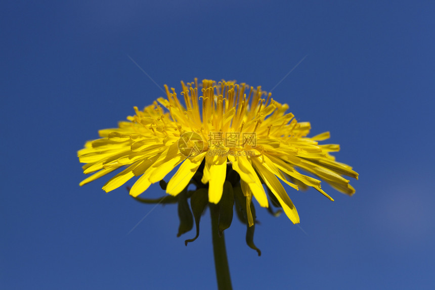 蒲公英杂草深蓝天空背景的黄色新花朵春露天清楚的图片
