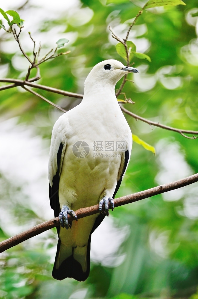 栖息地美丽的白鸟小皮伊德大鸽子Ducula双彩色在树枝上栖息野生动物图片