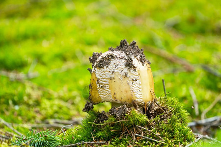 苔藓细节木头阿玛尼塔蘑菇在森林中生长图片