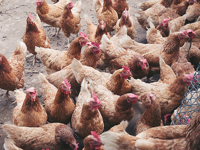 国内的农家乐动物群用于生产蛋的工业棕色鸡养殖场图片