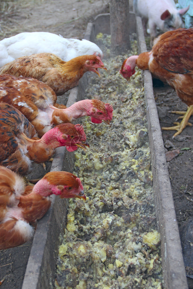 母鸡裸脖子从家禽场的食槽吃家禽在农场喂食红裸脖子母鸡从食槽吃家禽在农场喂食自然年轻的农村图片