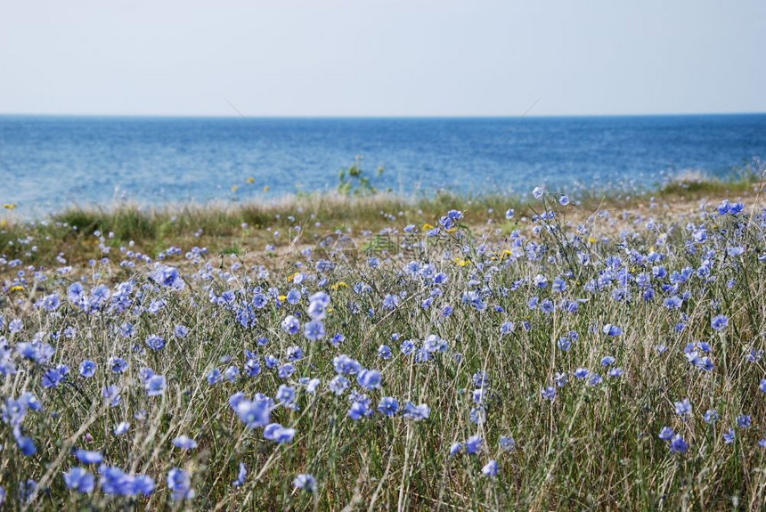 水在西德群岛奥兰海岸边的浅蓝色松绿野花季节景观图片