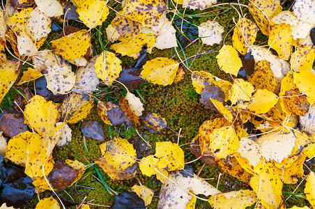 秋叶背景黄秋天落下的黄叶秋的背景天落下的黄叶花园树金子图片