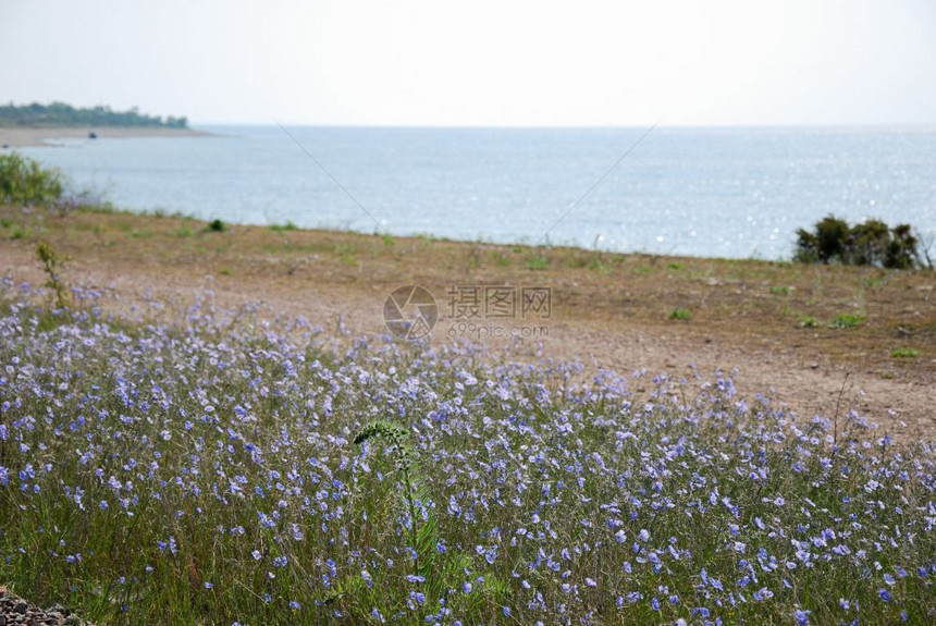 亚麻籽在西德群岛奥兰海岸边的浅蓝色松绿野花农村朵图片