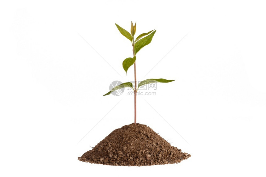 土壤里生长的绿色植物图片