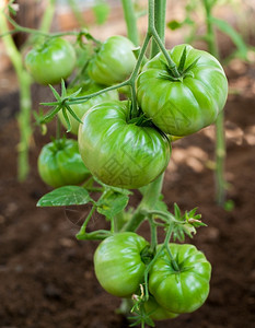 花园在温室中生长的绿色淡西红柿栽培暖房背景图片