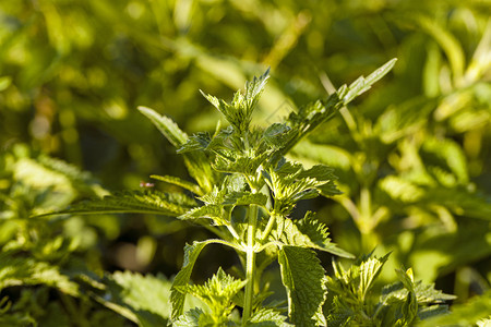 户外生长的草本植物图片