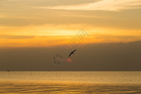 天空黄色的夜里鸟儿在海中飞翔太阳落下之日的夜晚落图片