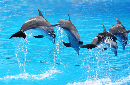 海豚跳跃荒野高清图片素材