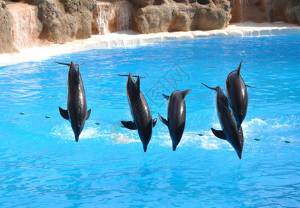 哺乳动物海豚秀水高清图片素材