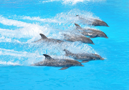 太平洋海豚大西洋高清图片素材