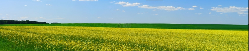 美丽明亮的场景春秋农村草地开花图片