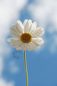 蓝天下的白色花朵图片