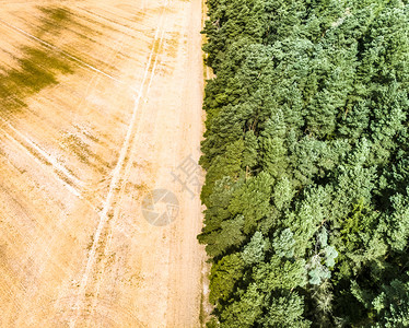绿色以森林边界划分的采收小麦田图示摘要中间为森林边界抽象的树木图片