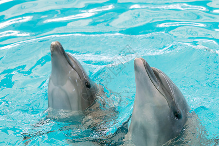 海豚在水族馆里图片