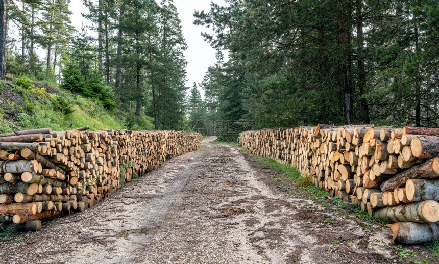 林业木材日志堆栈森林道路上一大堆木柴图片