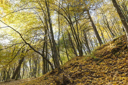 轮廓木头天空公园中美丽的秋天气的落叶真正秋天气图片