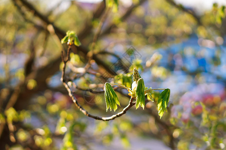 板栗树上的早叶板栗春天嫩叶板栗春天嫩叶板栗树上的早叶美丽绽放新鲜图片