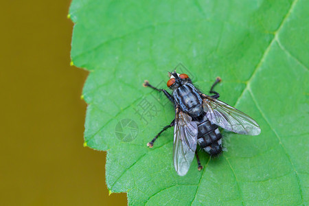 飞蓝苍蝇坐在天然绿葡萄叶上侵染动物群图片