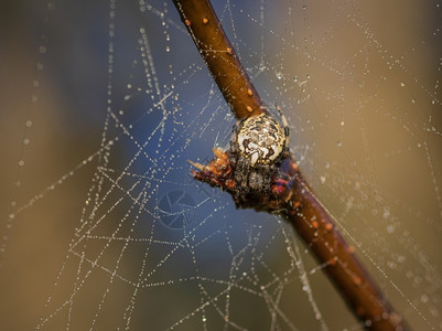 蜘蛛坐在网上被露水覆盖与模糊的棕色和蓝背景相对丝绸水滴蛛形纲动物图片
