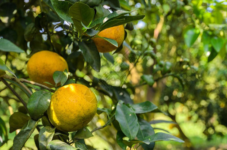 在橙园的树上果实闭着橘子水果自然橙子图片