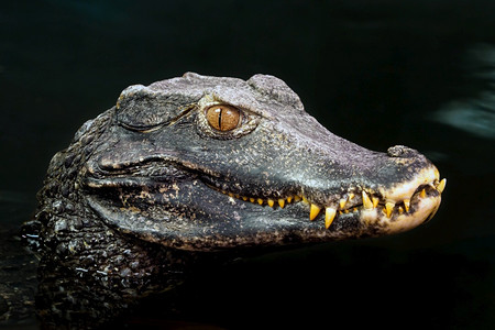 嘴细节河鳄鱼头目帕利奥斯巴比布索德瓦尔夫凯曼图片