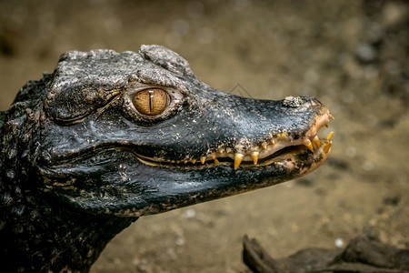 自然一种水平的鳄鱼头目帕利奥斯巴比布索德瓦尔夫凯曼图片