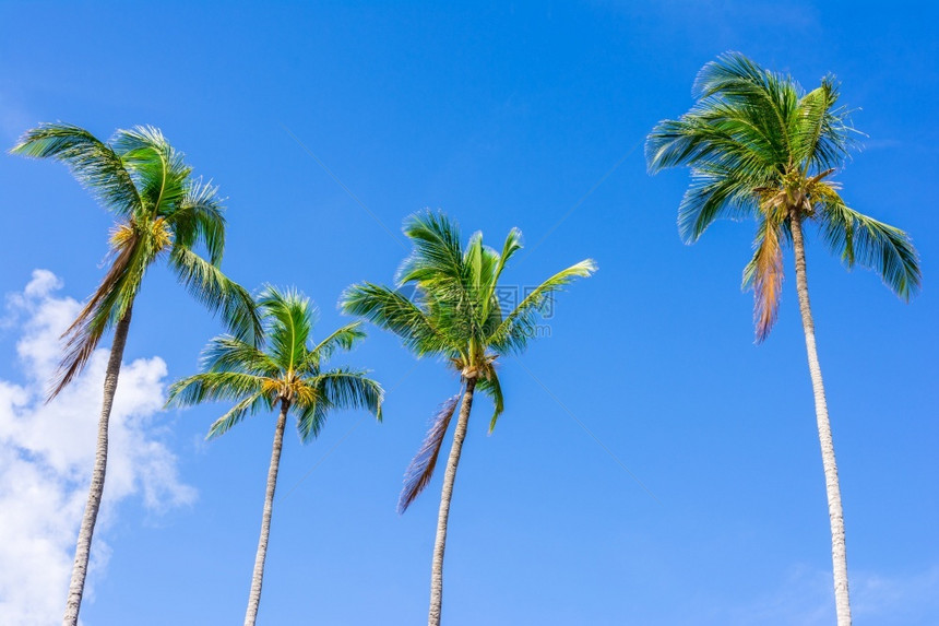 天堂空景观多米尼加蓬塔卡纳巴瓦罗海滩的椰子棕榈树图片