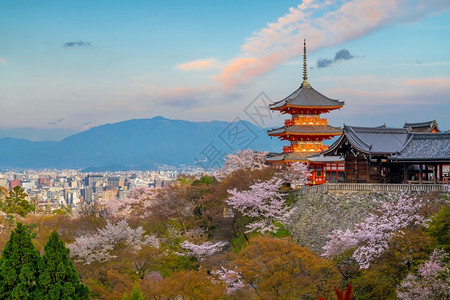 区在日落的光季节在仓期间旧城京都樱花旅游图片