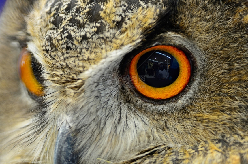 自然野生动物喙欧亚鹰猫眼的近视图片
