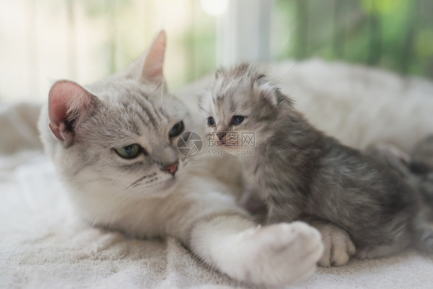 猫妈妈和幼崽图片